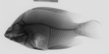 Media type: image;   Ichthyology 165679 Aspect: lateral,description